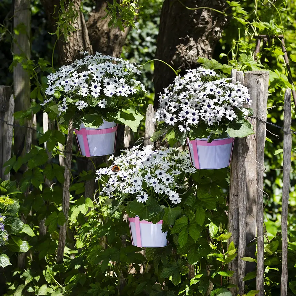 pericallis-pop-wham-white Drie hangpotten met witte Pericallis POP planten tegen houten schutting