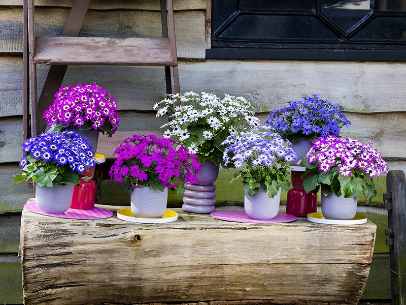 Overzicht van Pericallis POP serie met paarse, witte en roze planten in potten op houten ondergrond.