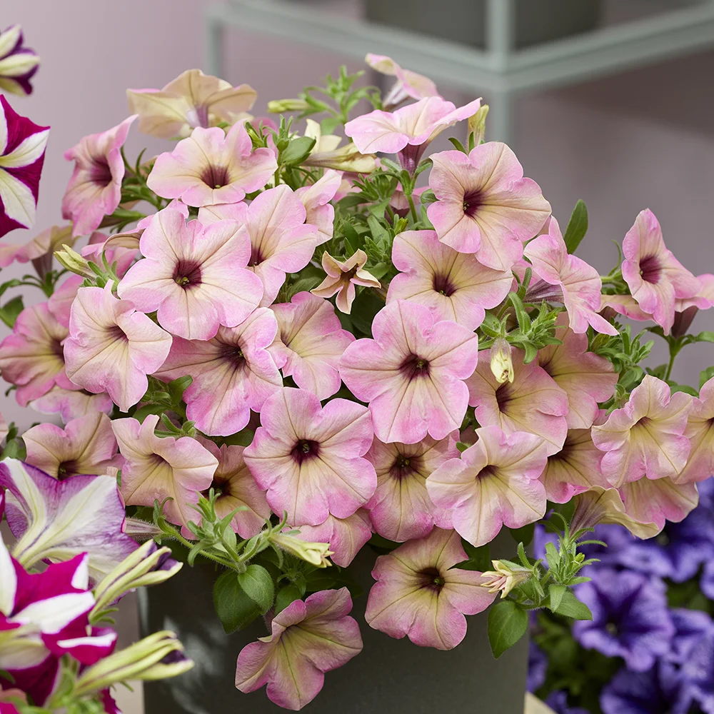petunia-tea-flamingo Lichtroze Petunia Tea bloemen met subtiele donkere harten in een sierpot.