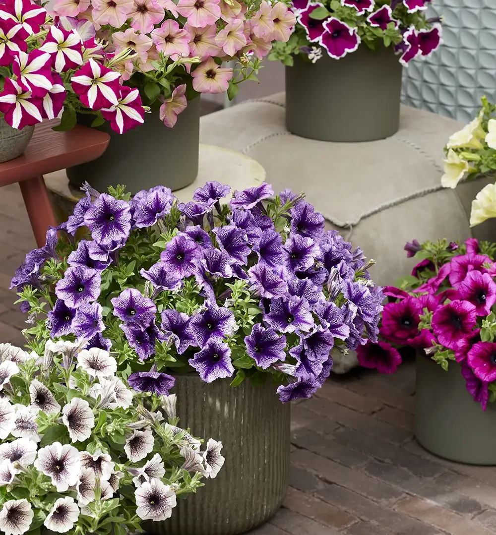 petunia-tea-indigo-vein Close-up van Petunia Tea bloemen met donkerpaarse bloemblaadjes en witte accenten.