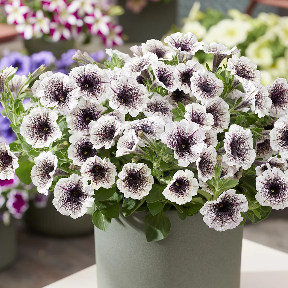 petunia-tea-tiramisu Petunia Tea bloemen met witte bloemblaadjes en opvallende paarss, bruine aders vanuit het centrum.