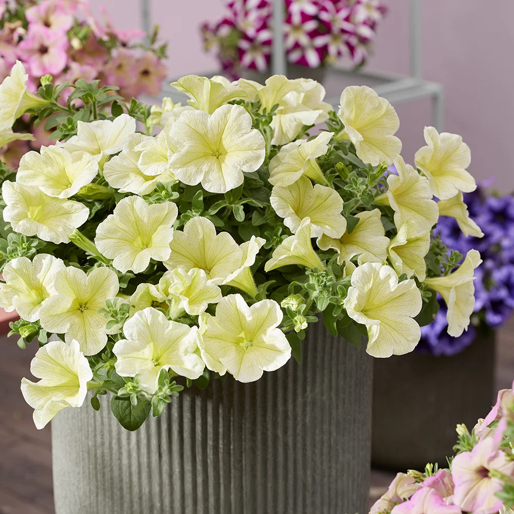 petunia-tea-yellow etunia Tea bloemen in zachte gele tinten, perfect voor een frisse en zonnige uitstraling.
