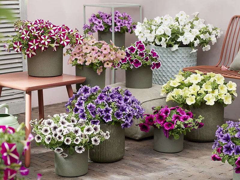 Petunia Tea bloemen in diverse kleuren gepresenteerd in een buitenomgeving op tafels en standaards.