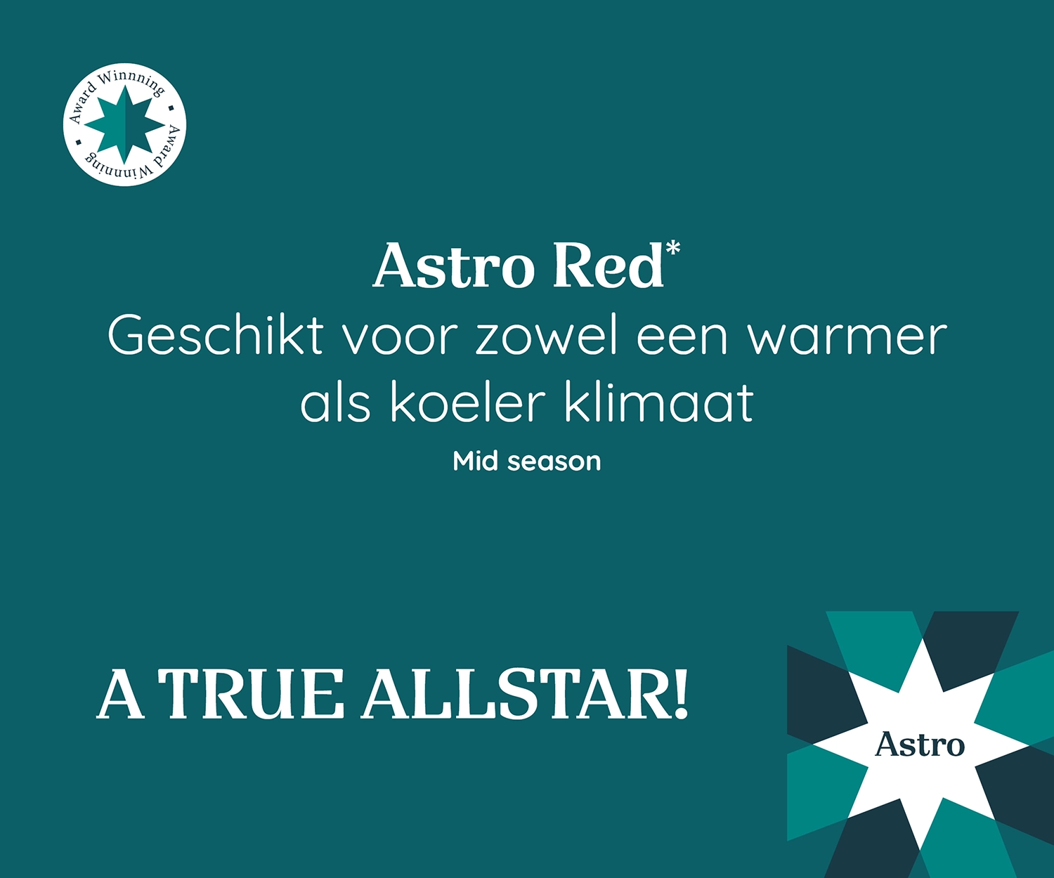 Promotieafbeelding van Poinsettia Astro Red, geschikt voor warme en koele klimaten, middenseizoen. Label: 'A True Allstar!'