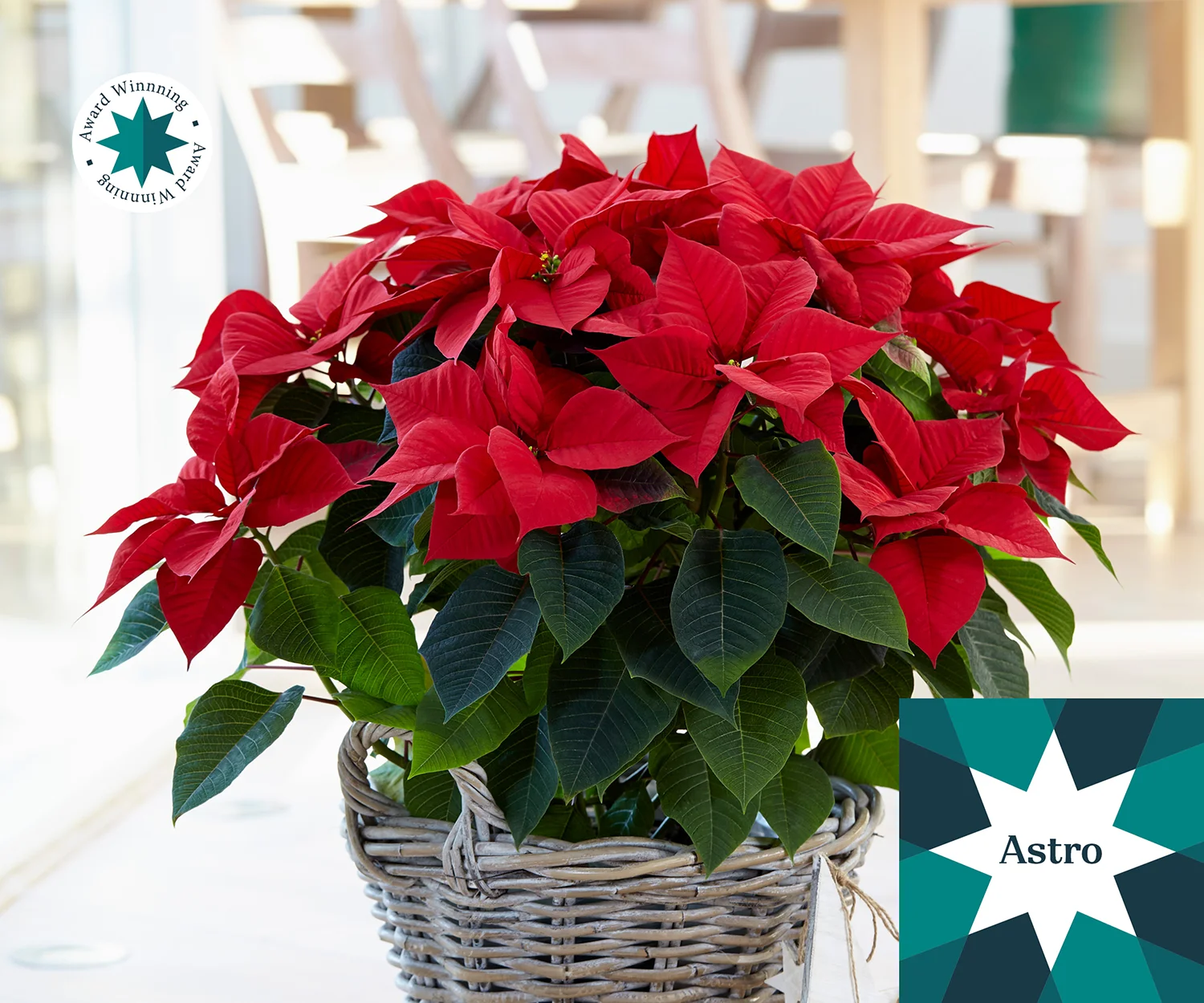 Poinsettia Astro met helderrode schutbladeren en feestelijke aankleding.