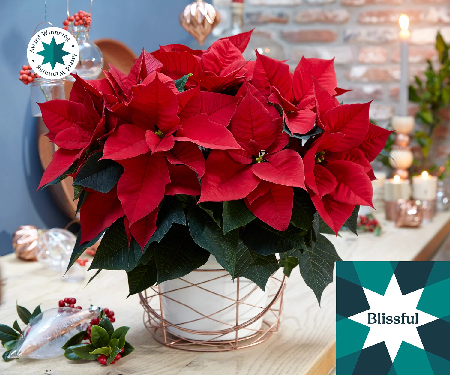 Poinsettia Blissful met rode schutbladeren en feestelijke decoratie zoals kaarsen.