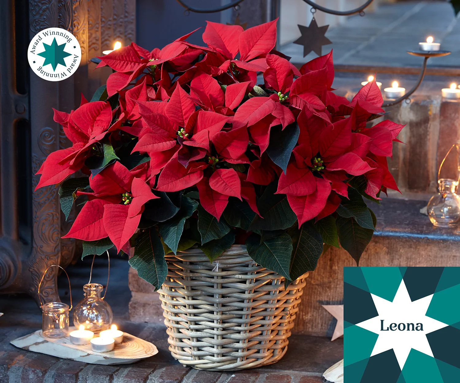 Poinsettia Leona met rode schutbladeren en subtiele kerstdecoratie.