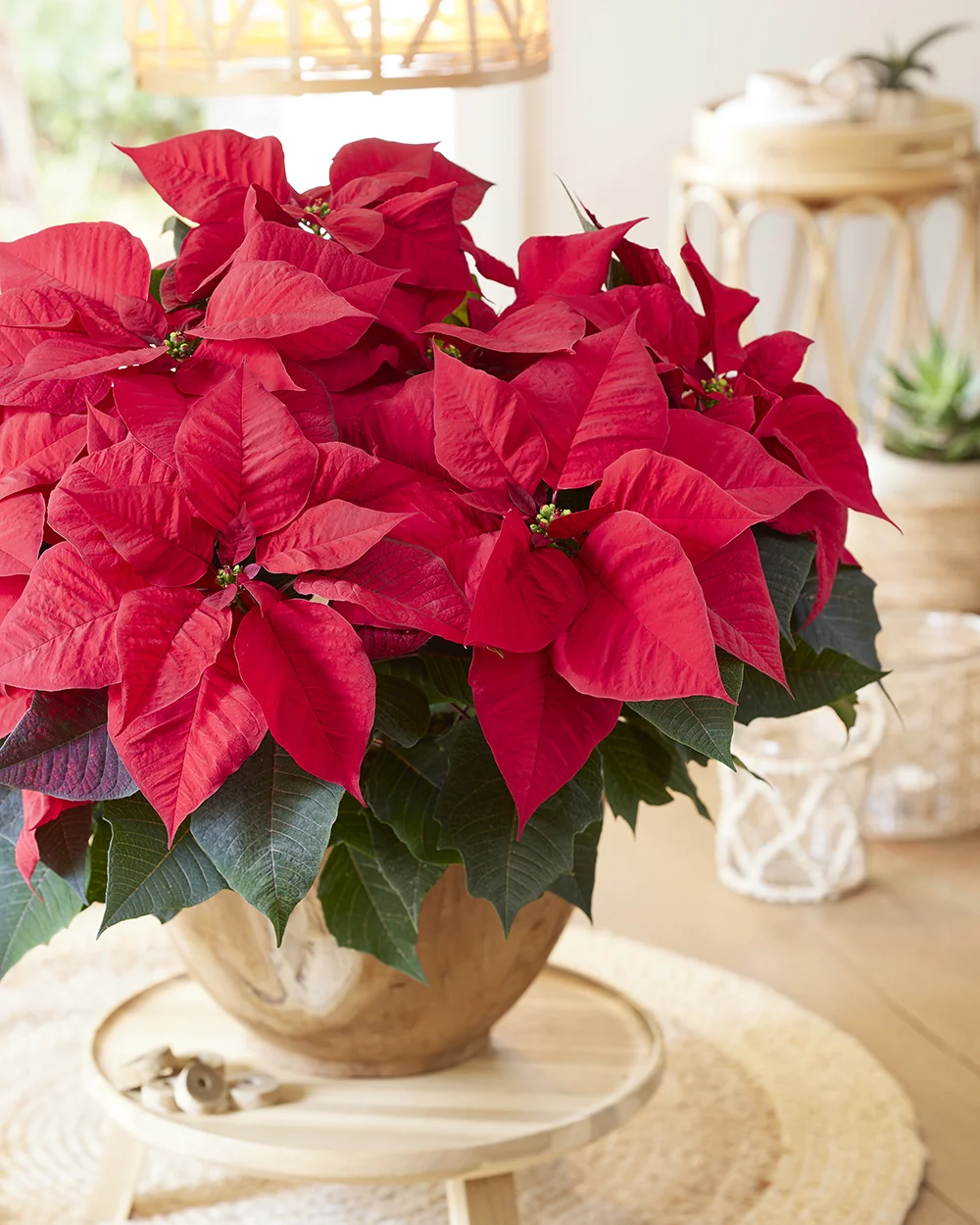 poinsettia-superstars-luna Poinsettia Luna met felrode schutbladeren in pot op houten oppervlak met natuurlijke decoratie.
