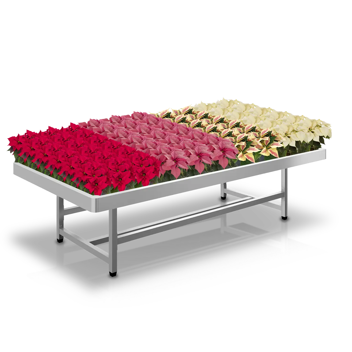 Tuincentrumtafel met rijen bloeiende poinsettia's in verschillende kleuren voor retailpresentatie.