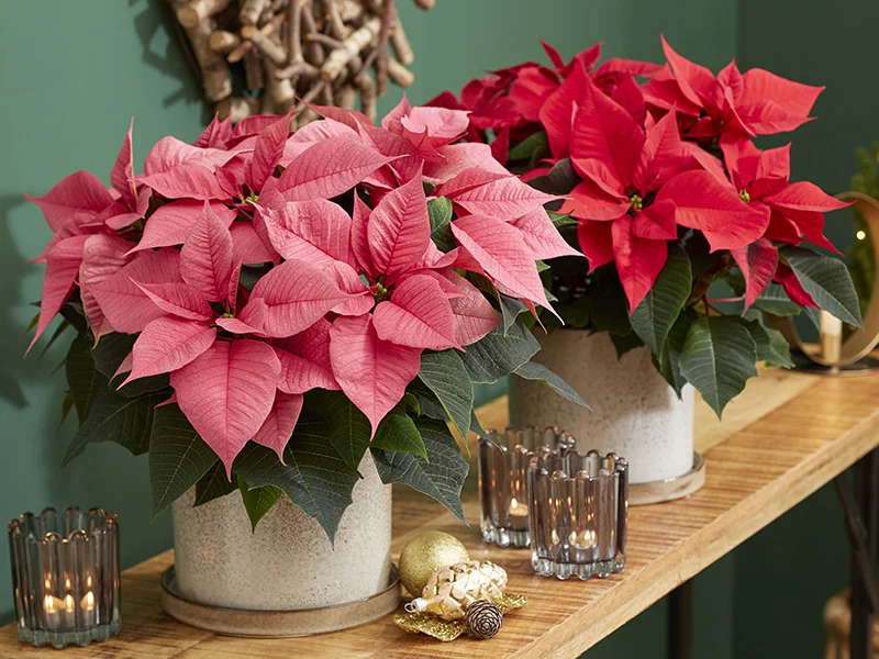 Twee Poinsettia planten in roze en rood op houten tafel met kaarsen en kerstdecoratie.