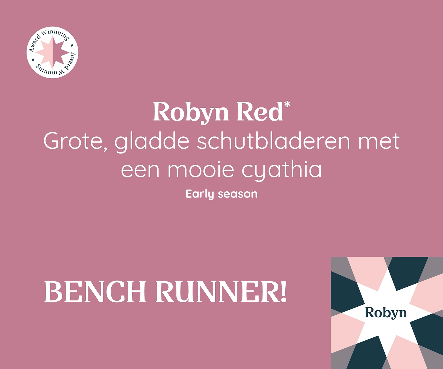 Promotieafbeelding van Poinsettia Robyn Red met grote, gladde schutbladeren en mooie cyathia, geschikt voor het vroege seizoen. Label: 'Bench Runner!