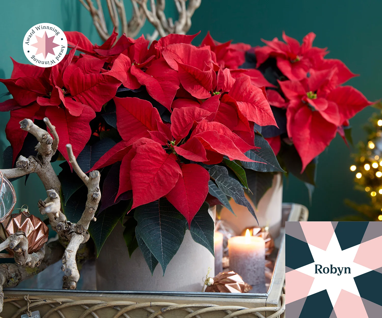 Rode Poinsettia plant met kerstdecoratie zoals kaarsen en ornamenten.