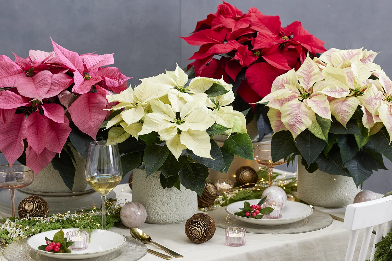 poinsettia-superstars-robyn-serie Vier Poinsettia planten als tafeldecoratie in rood, wit en roze op gedekte eettafel.