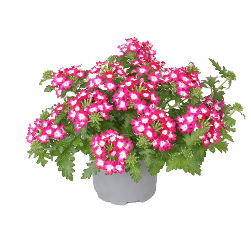 Verbena Fuerte met felroze boemen en wit hart in pot met groen blad.