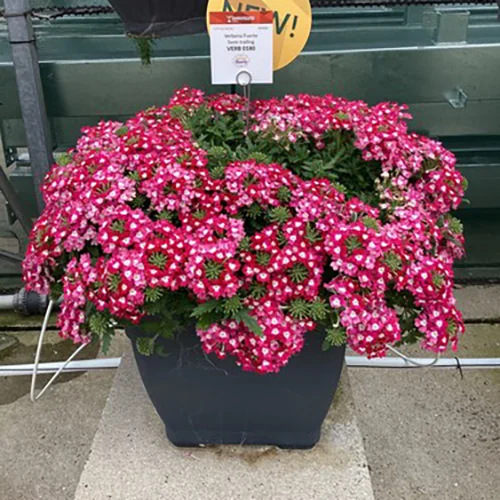Verbena Fuerte Dark Pink Blanco in week 30 in de Trail Garden.