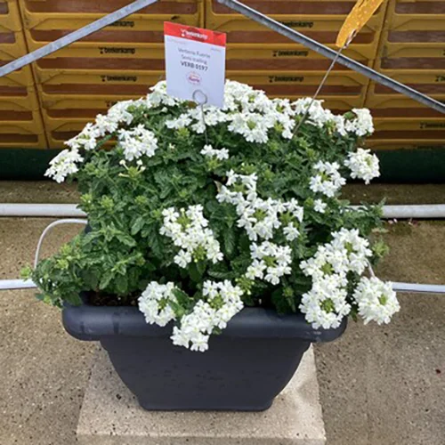 Verbena Fuerte Denso Blanco in week 24 in de Trail Garden.