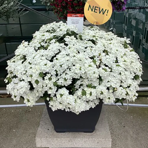 Verbena Fuerte Denso Blanco in week 30 in de Trail Garden.