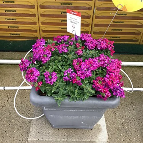 Verbena Fuerte Denso Magenta in week 24 in de Trail Garden.