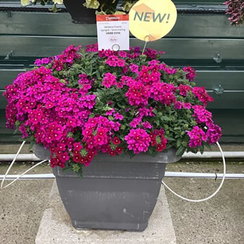 Verbena Fuerte Denso Magenta in week 30 in de Trail Garden.