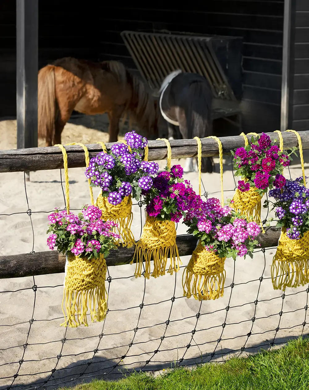 verbena-fuerte-hangend Hangmanden met kleurrijke Verbena Fuerte bloemen aan hek bij paarden