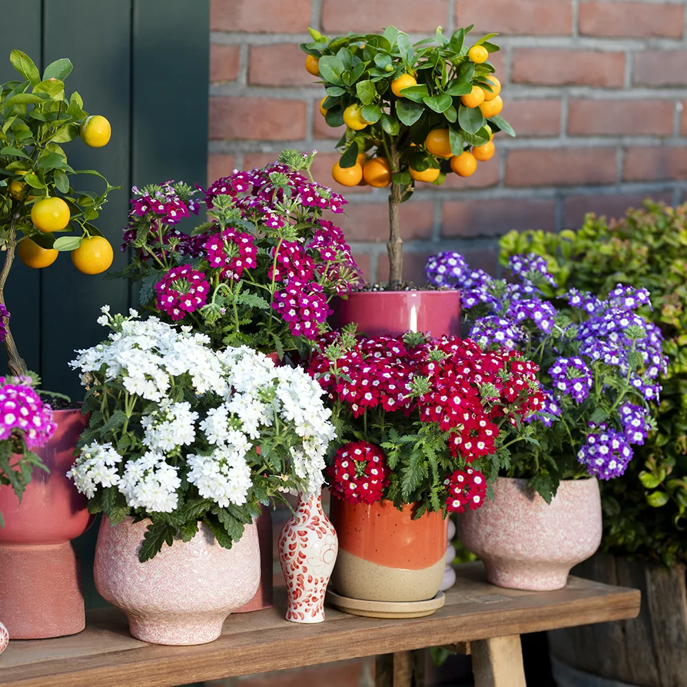 verbena-fuerte-houten-bankje Verbena Fuerte bloemen in diverse kleuren op houten bankje met decoratieve planten.
