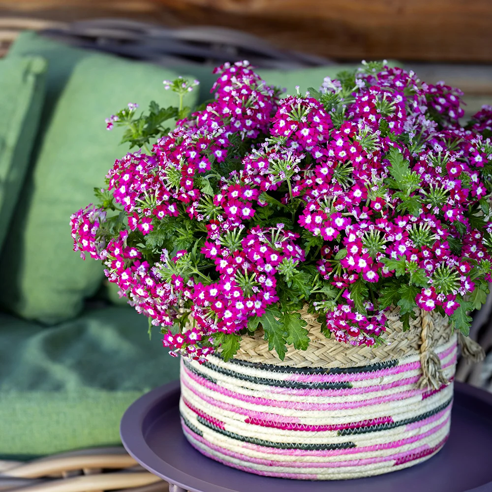 verbena-fuerte-pink-blanco Roze Verbena Fuerte bloemen in gevlochten mand op buitentafel met groene kussens.