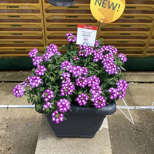 Verbena Fuerte Purple Blanco in week 24 in de Trail Garden.