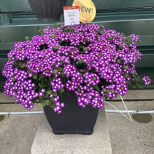 Verbena Fuerte Purple Blanco in week 30 in de Trail Garden.