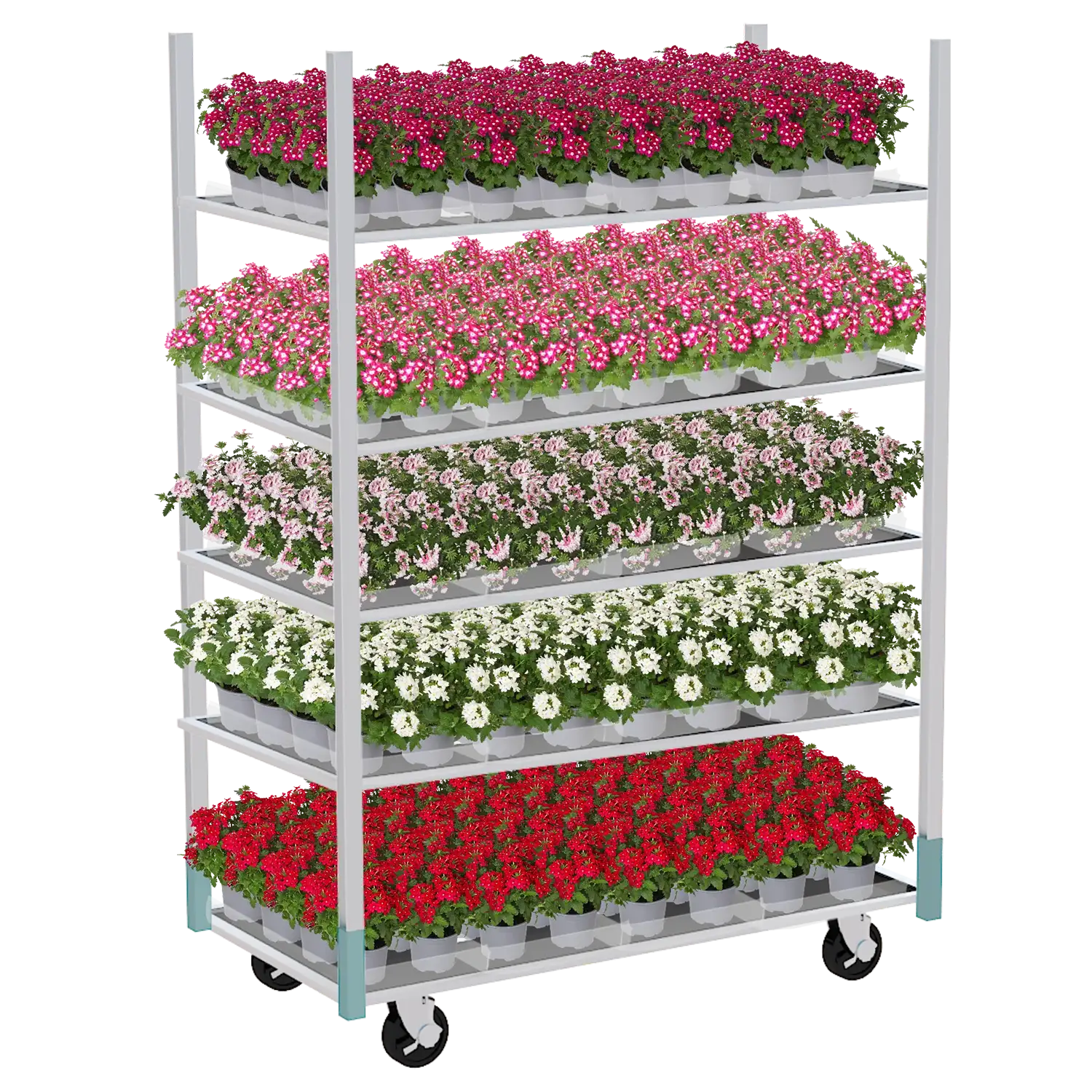 Deense kar met vijf lagen gevuld met bloeiende verbena's in verschillende kleuren voor retailpresentatie.