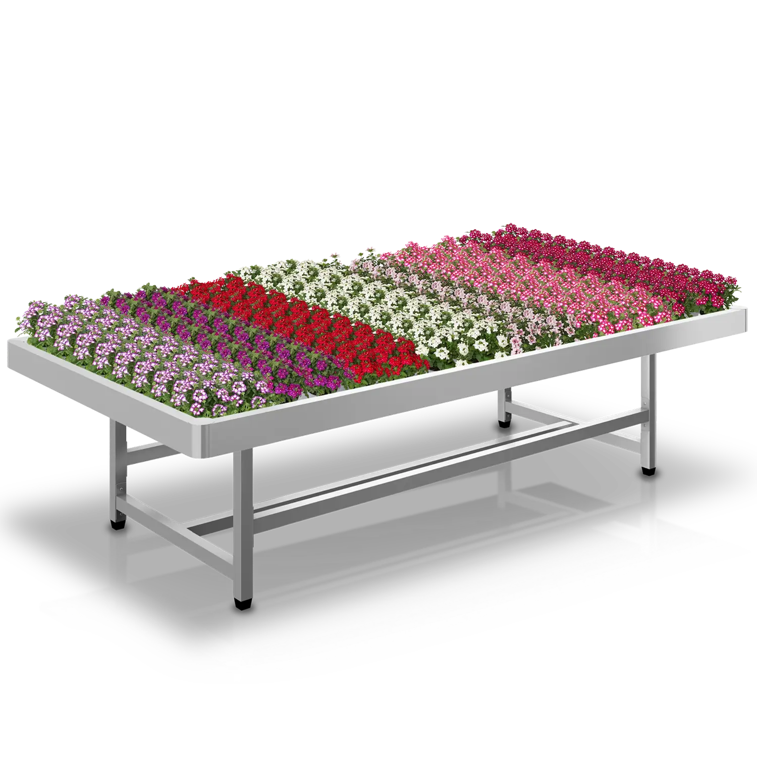 Tuincentrumtafel met rijen bloeiende verbena's in verschillende kleuren voor retailpresentatie.