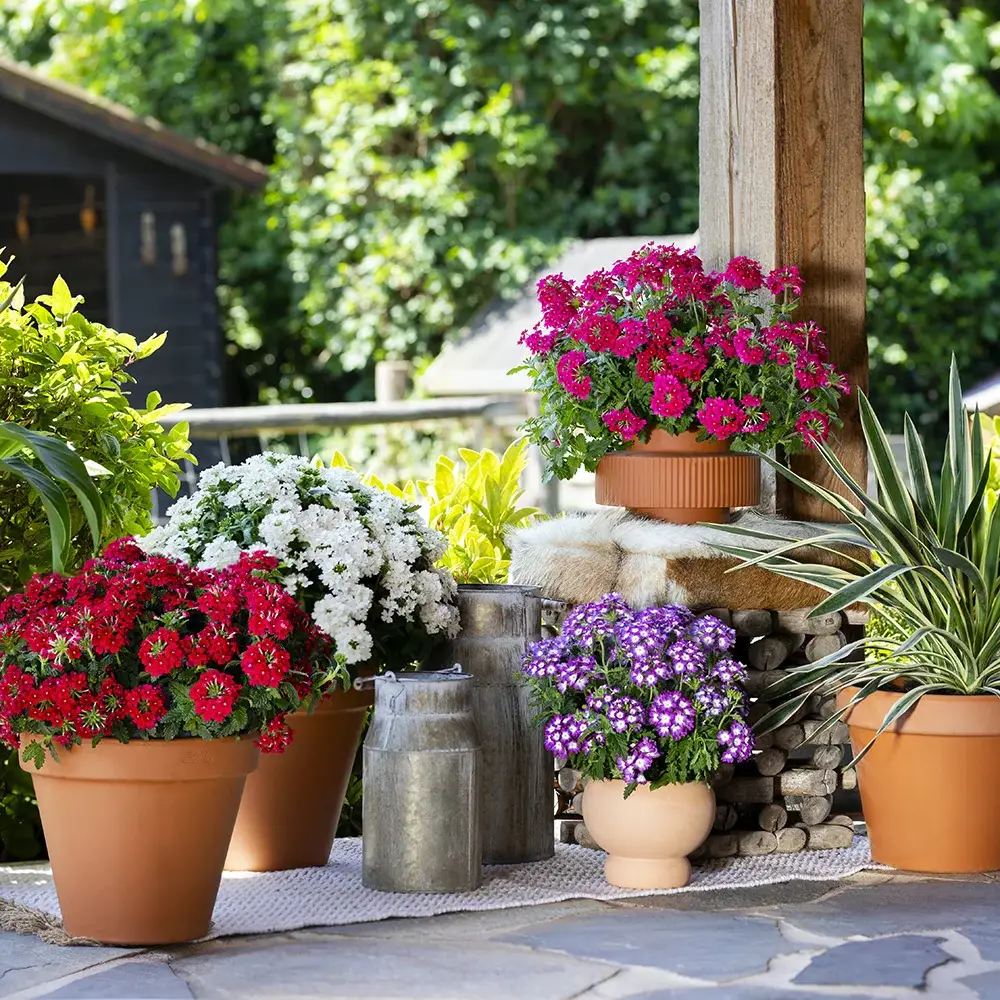 verbena-fuerte-terras Drie potten Verbena Fuerte in roze en paars naast een buitenzitje.