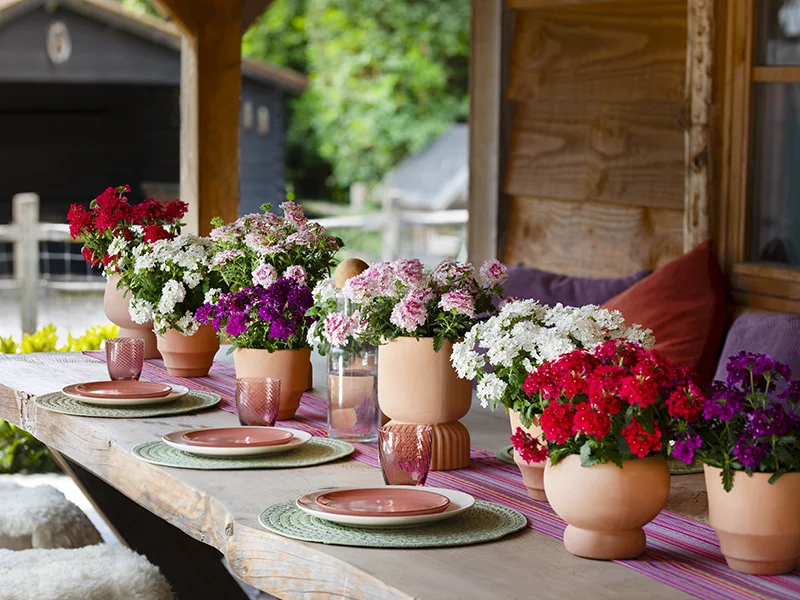 Tuinset met diverse potten Verbena Fuerte in rood, roze, wit en paars als tafeldecoratie.