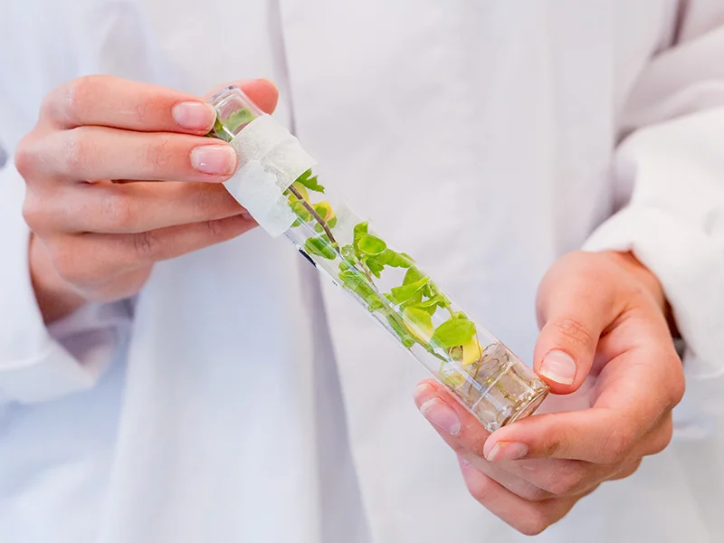 weefselkweek-plantjes Persoon in labjas houdt reageerbuis vast met weefselkweek.