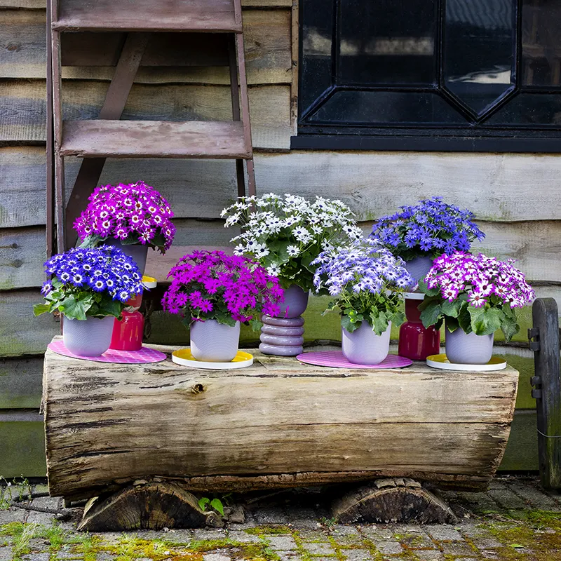 Perciallis POP assortiment groepsfoto