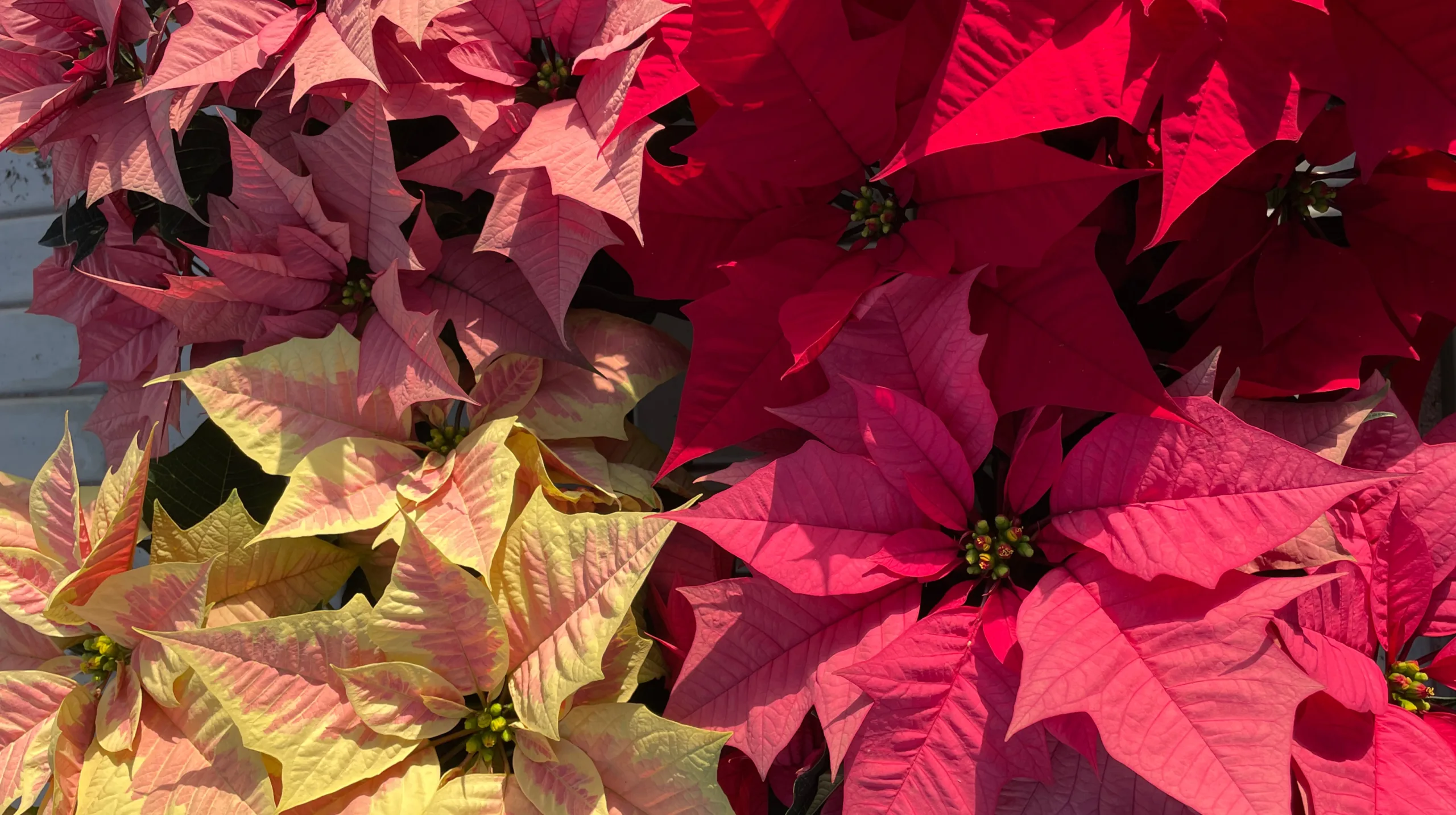 Poinsettia Superstar Kayla Poinsettia-Superstars Kayla Red, Pink, Metallic Pink und die neue Marble von Beekenkamp Plants