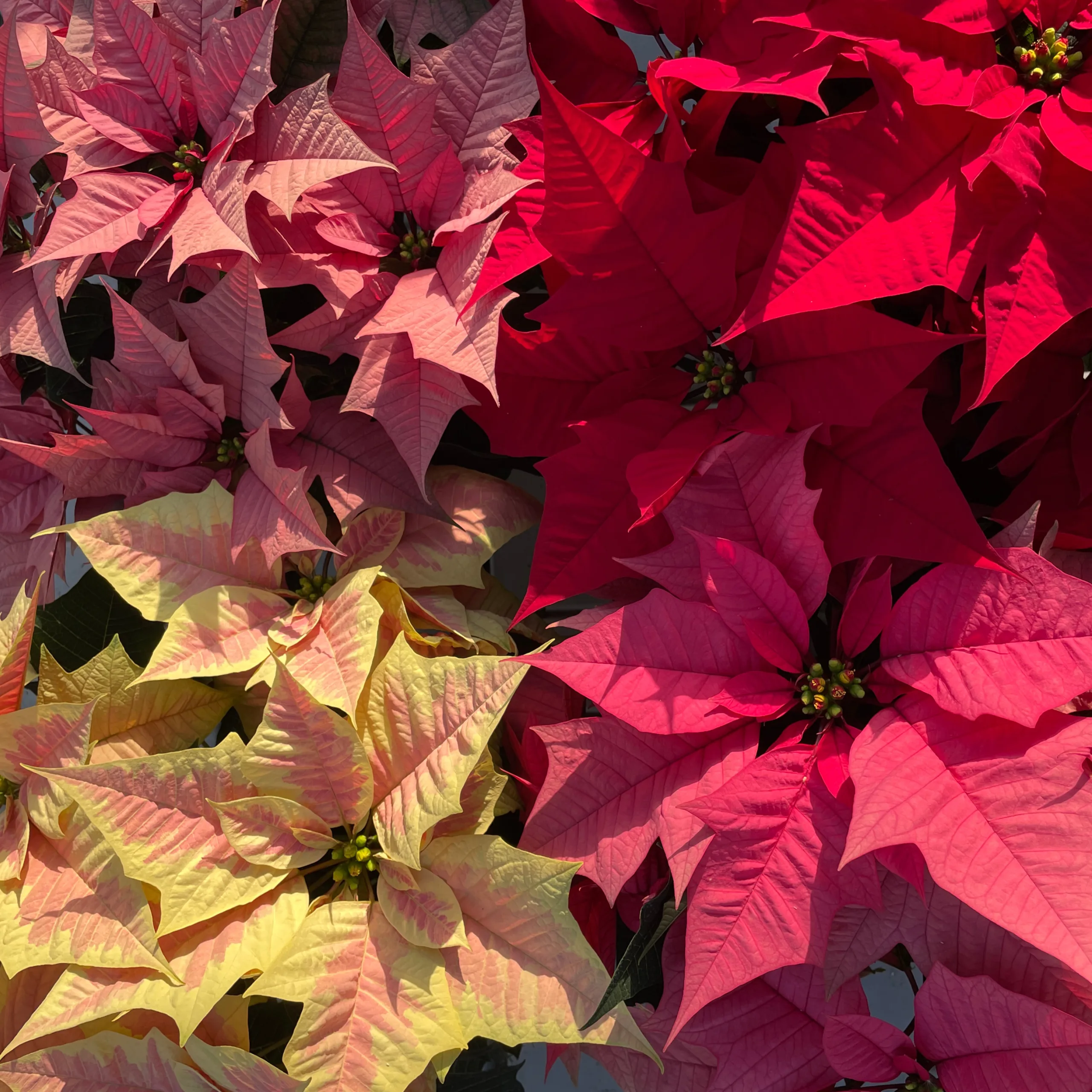 poinsettia superstars kayla red, pink, metallic pink en de nieuwe marble van Beekenkamp Plants