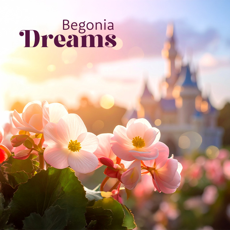 begonia dreams in hun droomwereld op ipm essen 2026