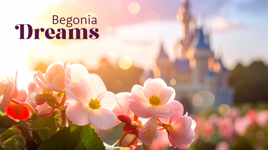 Begonia Dreams in ihrer Traumwelt auf der IPM Essen
