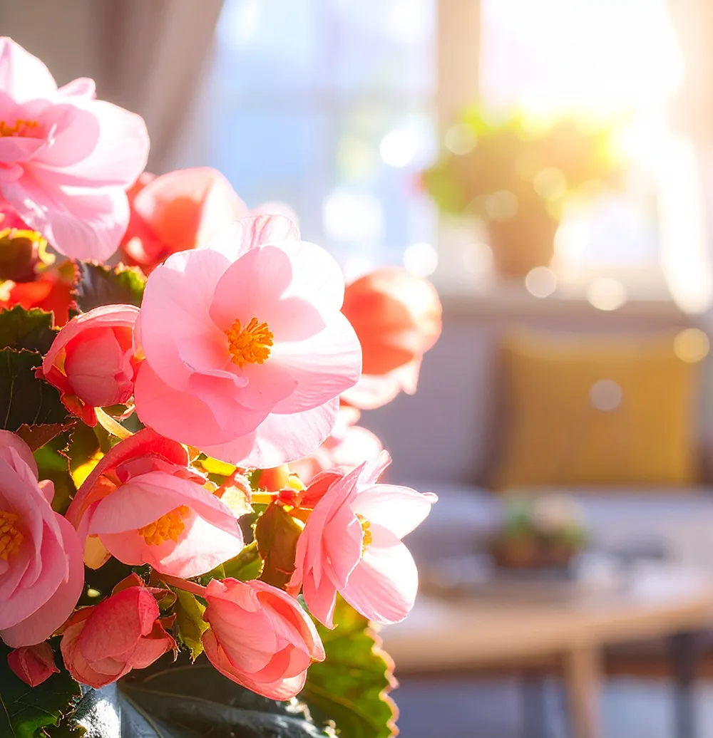 begonia-dreams-indoor