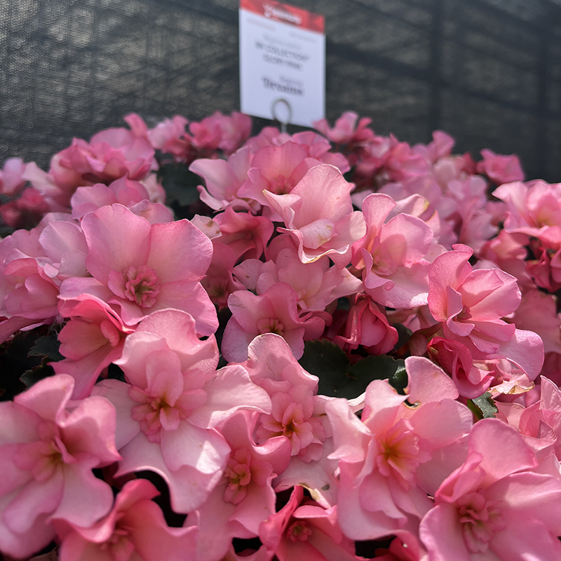 begonia-dreams-glory-pink-vierkant