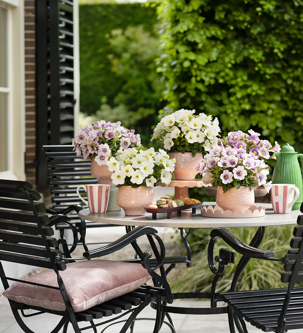 petunia-tea-garden-setting