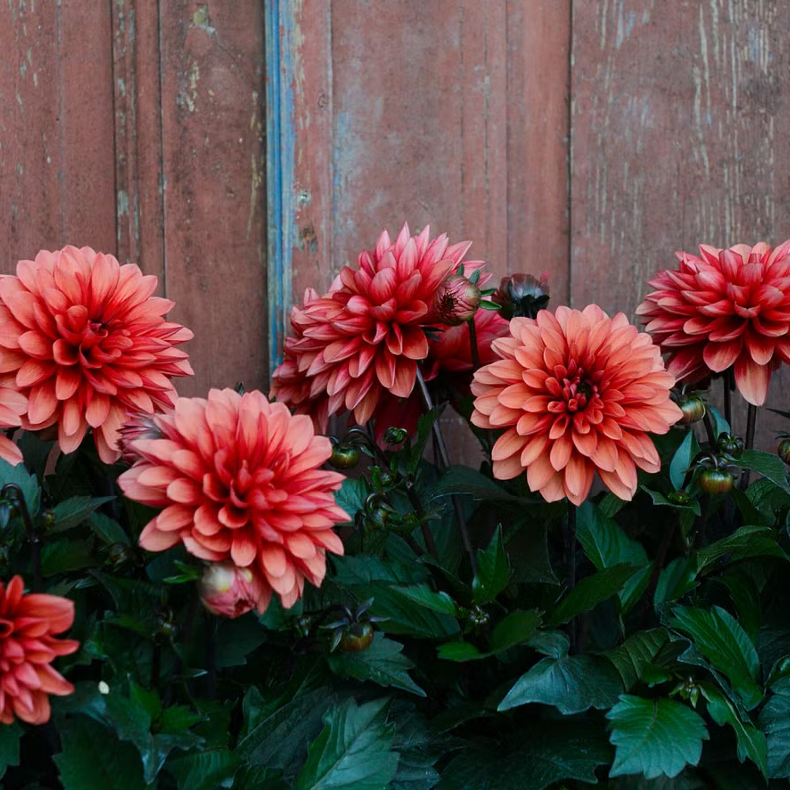 dahlia-van-het-jaar-zweden-800×800